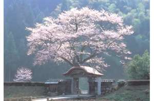 朝倉氏遺跡・ソフトバンクで有名になった